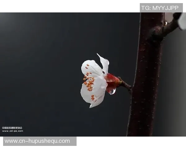 足球开户攻略揭秘如何选择最适合你的平台与优惠活动